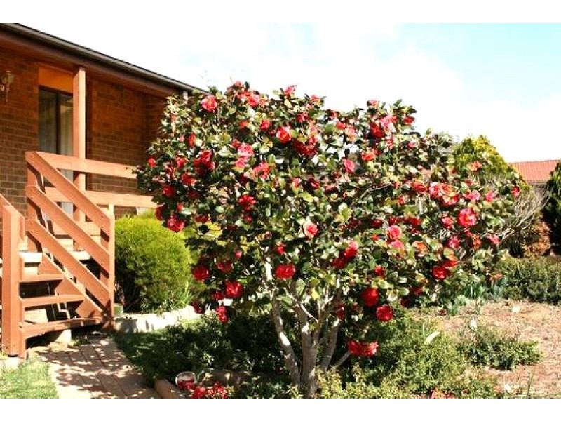 37 Ennor Crescent, Florey ACT 2615