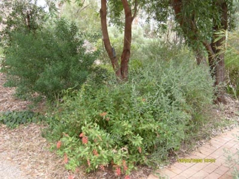 105 Wybalena Grove, Cook ACT 2614