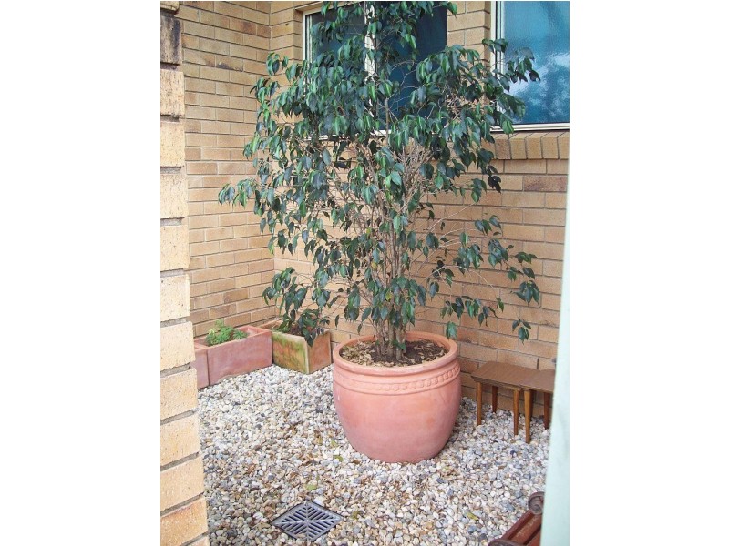 Alstonville NSW 2477