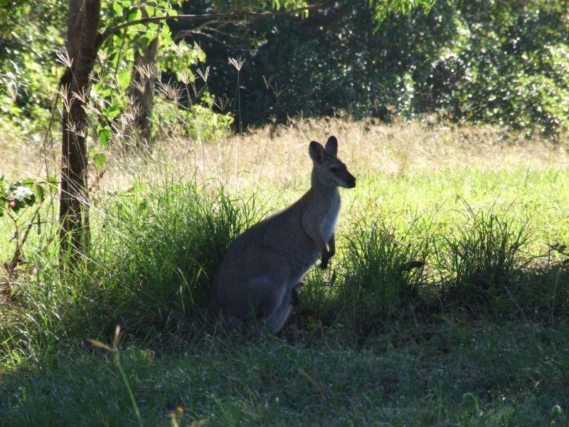 Mcleans Ridges NSW 2480