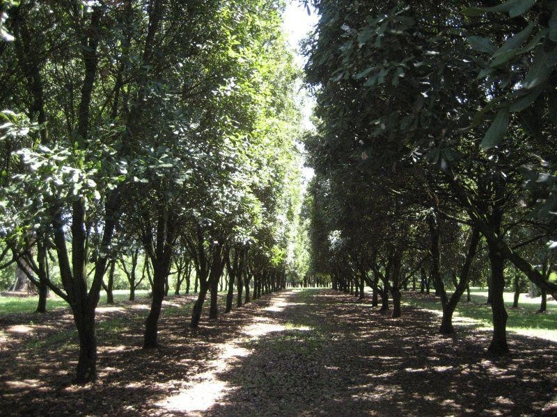 609 Dalwood Road, Rous Mill NSW 2477