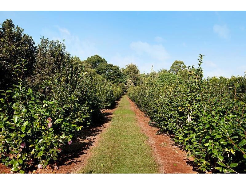 10 Dalwood Road, Dalwood NSW 2477