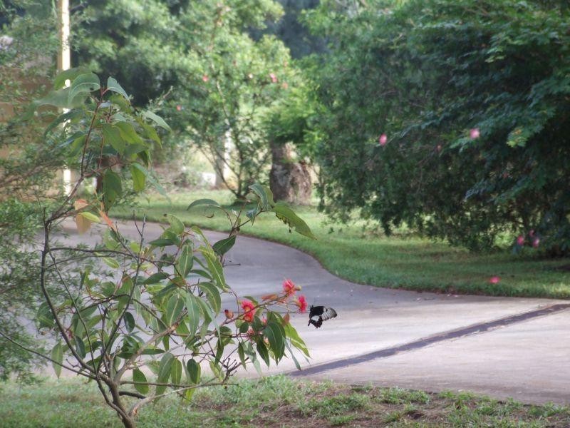 101 Rous Cemetery Road, Rous NSW 2477