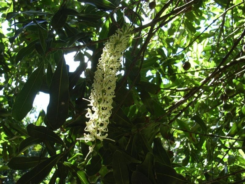 498 COWLONG ROAD, Mcleans Ridges NSW 2480