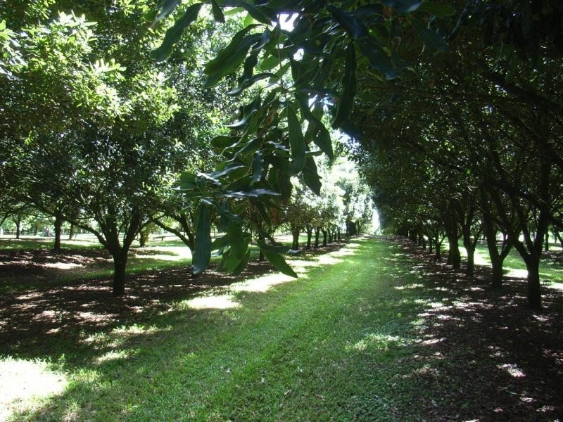 498 COWLONG ROAD, Mcleans Ridges NSW 2480