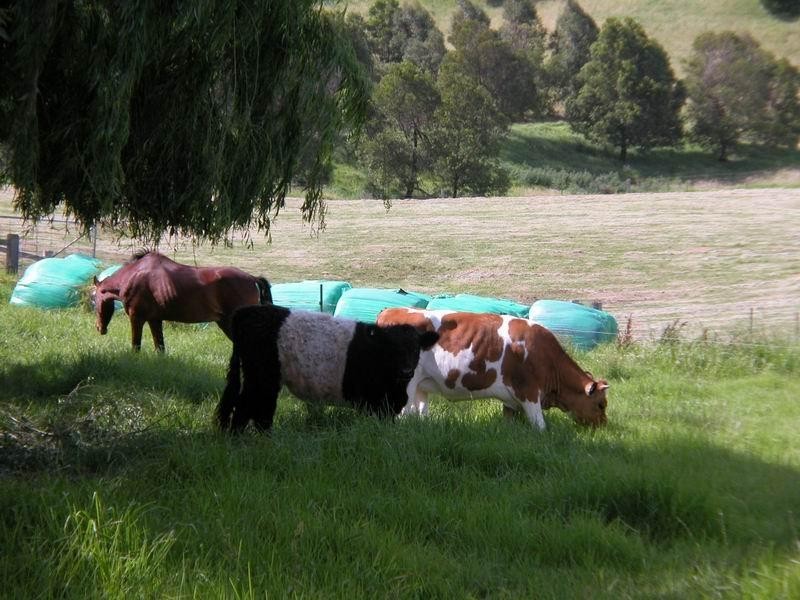 C441 D Princes Hwy, Berry NSW 2535