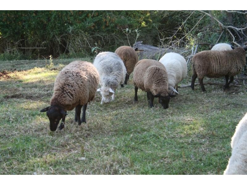 30 St Helena Road, Bangalow NSW 2479