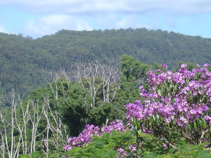 80 Koonyum Range Road, Mullumbimby NSW 2482