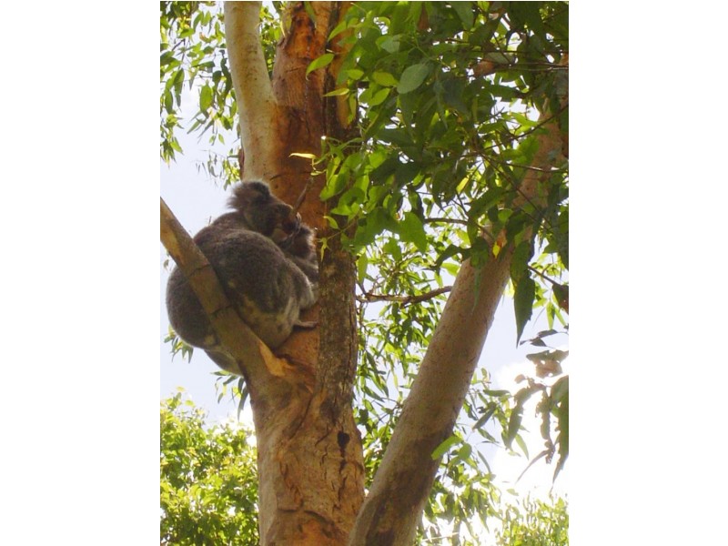 622 Wilsons Creek Road, Wilsons Creek NSW 2482