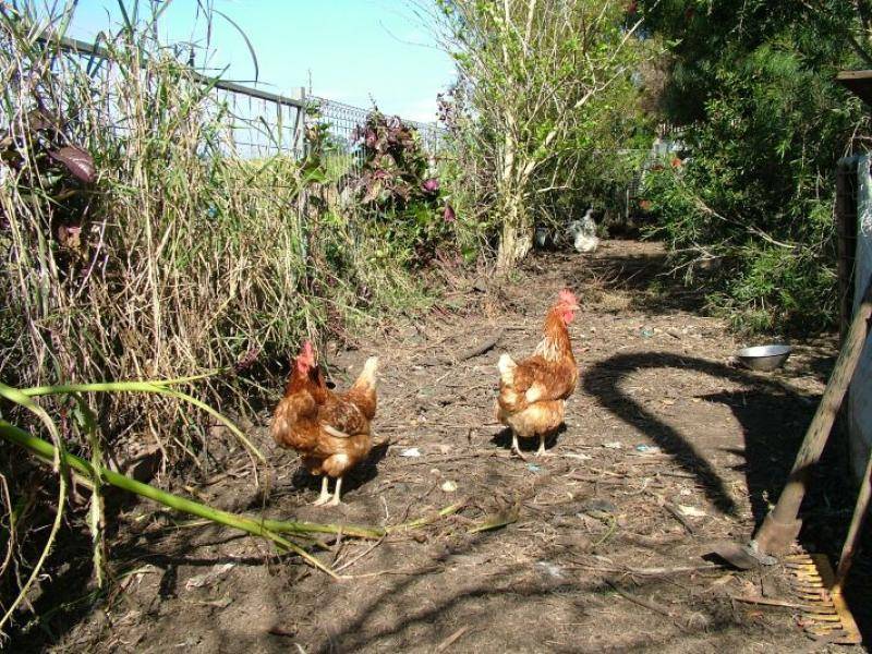 44 MCLEOD STREET, Condong NSW 2484