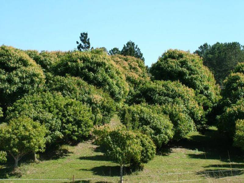 253 PALMVALE ROAD, Palmvale NSW 2484