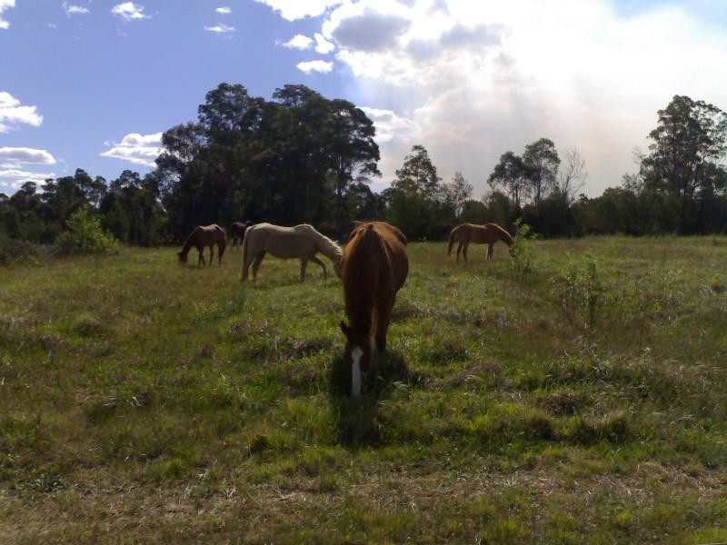 155 Steveys Forest Road, Oakdale NSW 2570