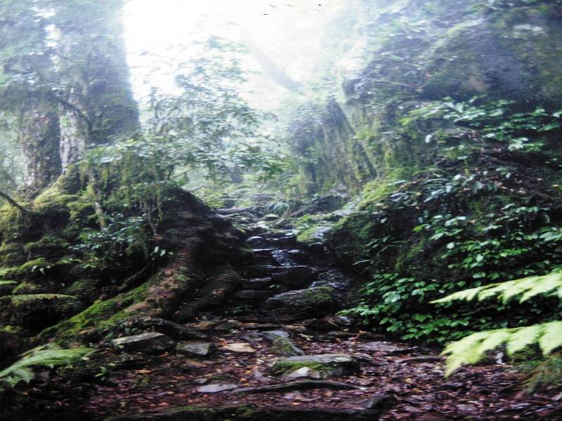 POINTLOOKOUT ROAD, POINTLOOKOUT, Dorrigo NSW 2453
