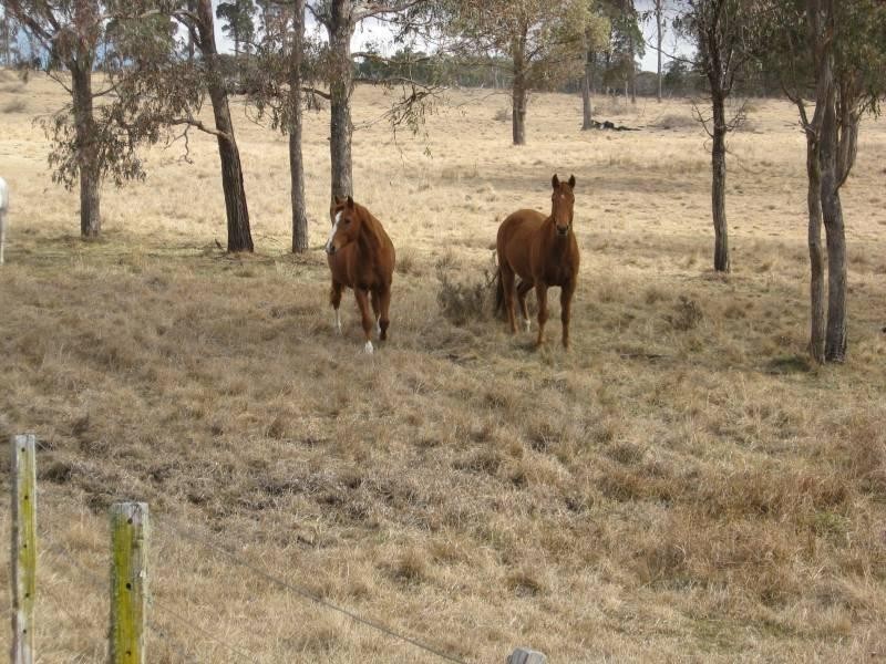 500 Dyamberin Road, Wongwibinda Via Guyra, Coffs Harbour NSW 2450