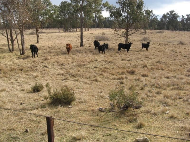 500 Dyamberin Road, Wongwibinda Via Guyra, Coffs Harbour NSW 2450