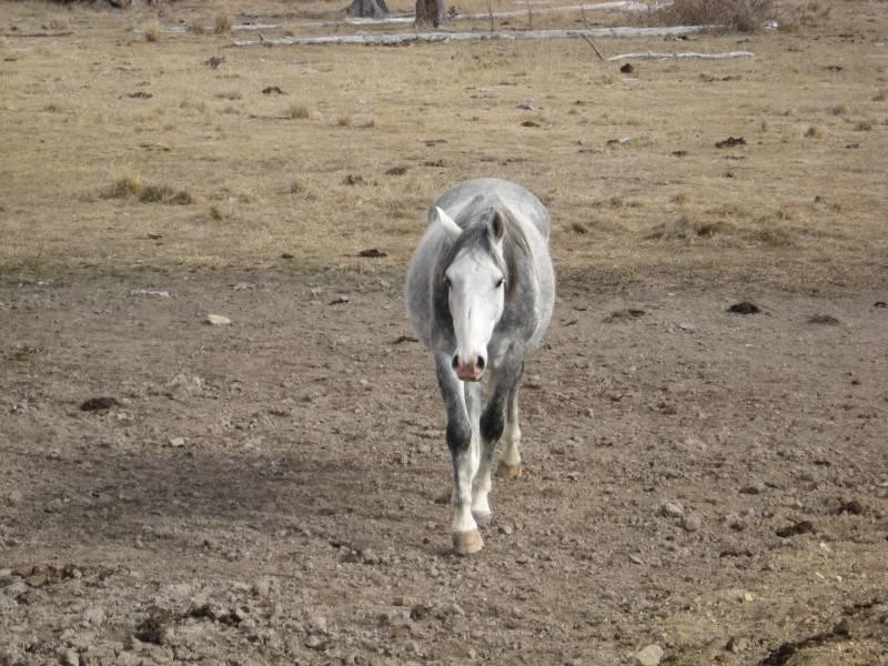 500 Dyamberin Road, Wongwibinda Via Guyra, Coffs Harbour NSW 2450