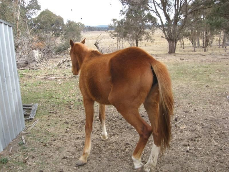 500 Dyamberin Road, Wongwibinda Via Guyra, Coffs Harbour NSW 2450