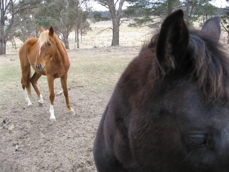 500 Dyamberin Road, Wongwibinda Via Guyra, Coffs Harbour NSW 2450