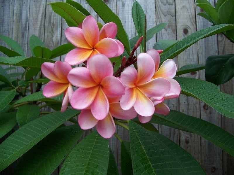 10 TOURMALINE STREET, Narrabeen NSW 2101