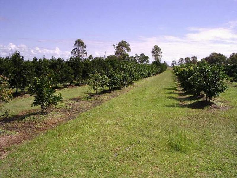 LOT 290 WARD STREET, Lawrence NSW 2460