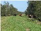 449 BACK KINGS CREEK ROAD, Lawrence NSW 2460