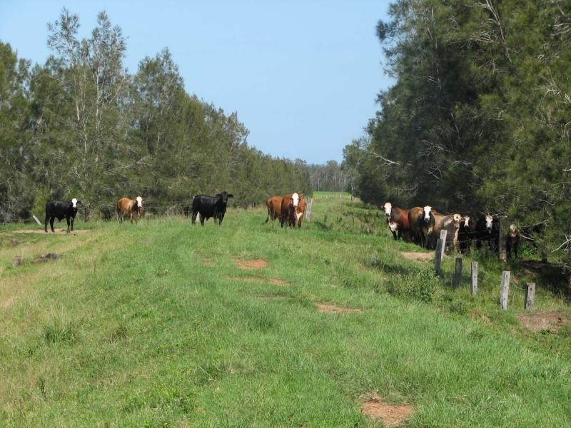 449 BACK KINGS CREEK ROAD, Lawrence NSW 2460