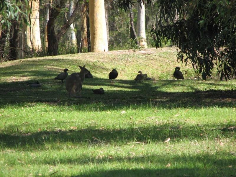 10 Jamefield Drive, Gulmarrad NSW 2463