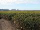 Murwillumbah NSW 2484