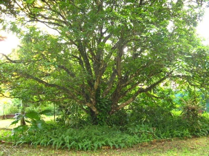 Numinbah NSW 2484