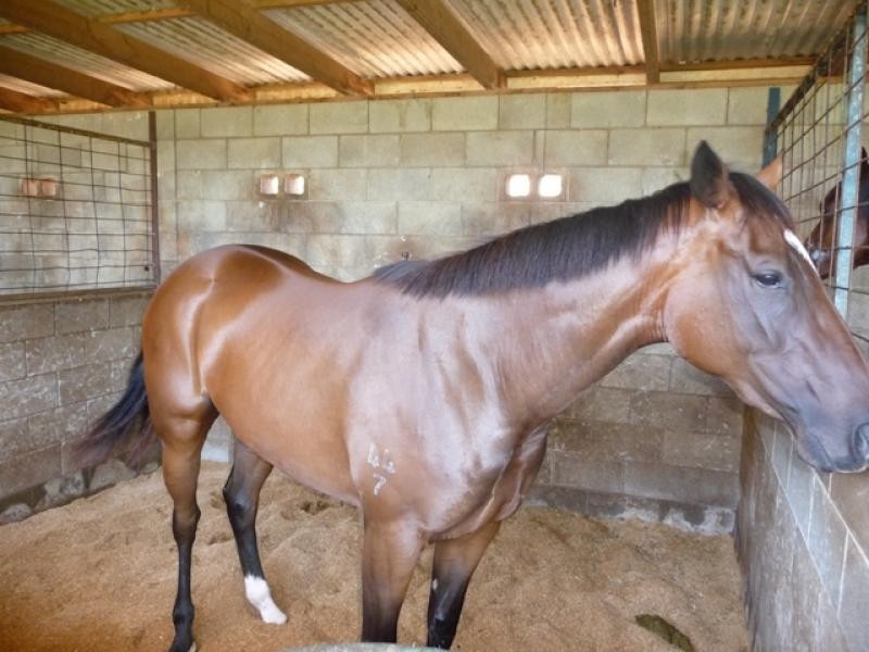 8 Racewyn Close, Port Macquarie NSW 2444