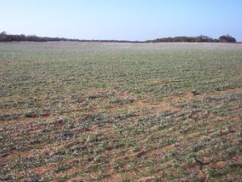COWELL, 34 KM NORTH EAST OF COWELL, Cowell SA 5602
