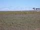 23 KMS SOUTH EAST OF CEDUNA, Ceduna SA 5690