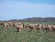 COOLANIE VALLEY, Cowell SA 5602