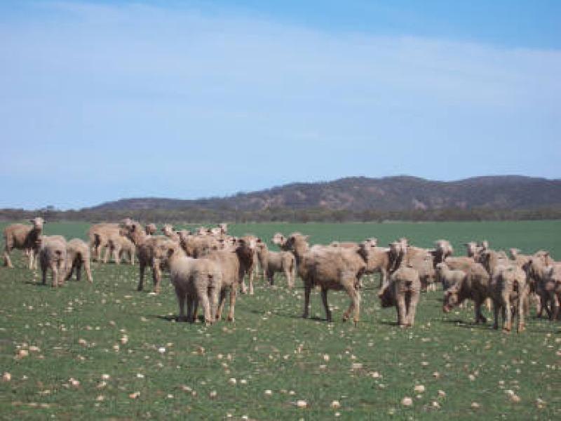 COOLANIE VALLEY, Cowell SA 5602