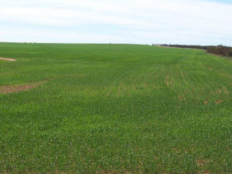 COOLANIE VALLEY, Cowell SA 5602