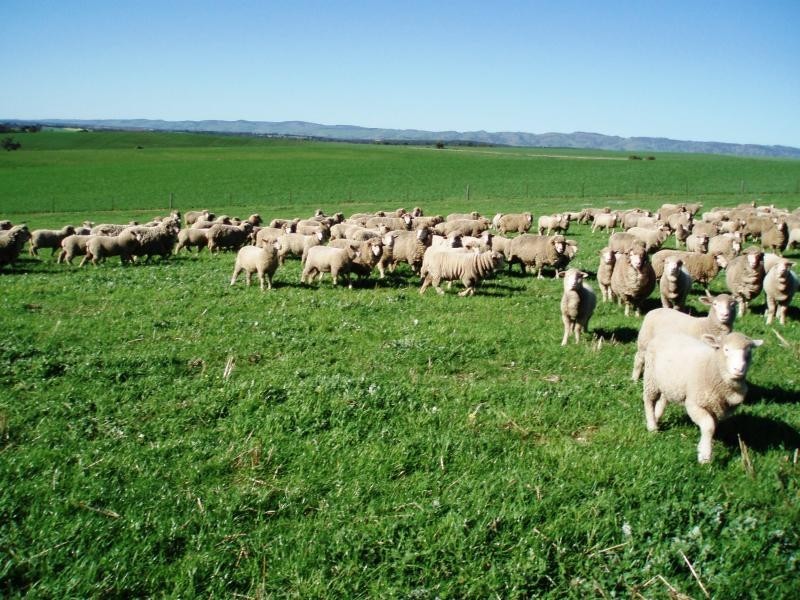 KALPERRI ROAD, Gawler SA 5118