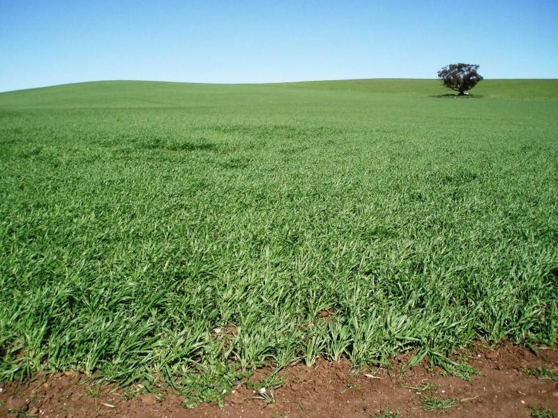 KALPERRI ROAD, Gawler SA 5118
