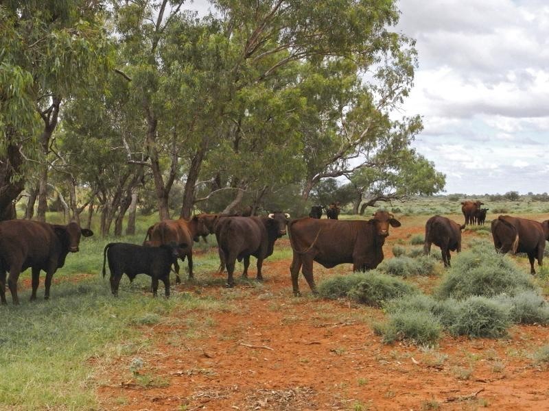 HENBURY Station, 125 kms south of, Alice Springs NT 0872