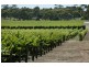 Lot 18-20 / Riddoch Hwy, Padthaway SA 5271