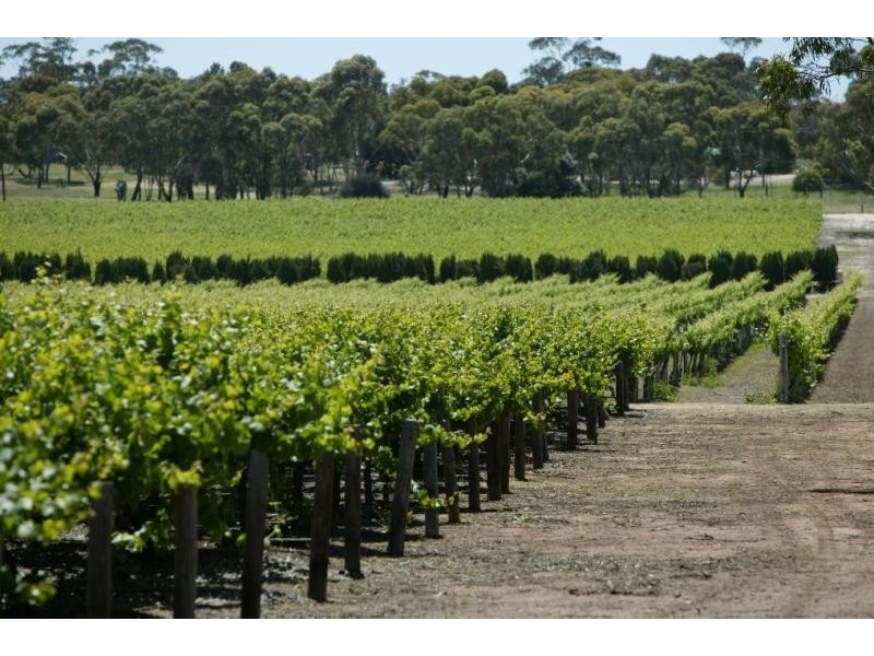 Lot 18-20 / Riddoch Hwy, Padthaway SA 5271