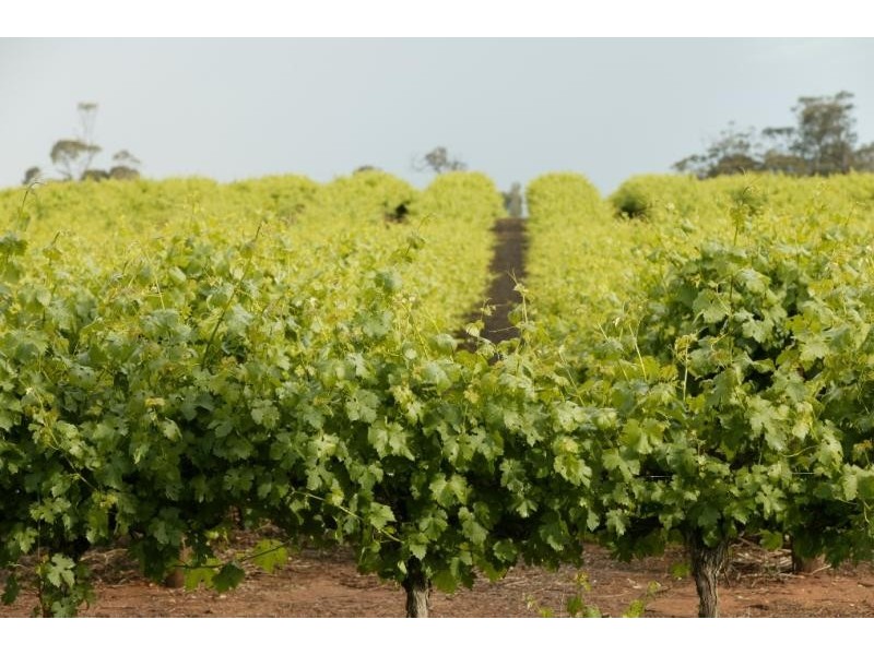 Lot 18-20 / Riddoch Hwy, Padthaway SA 5271