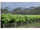 Lot 18-20 / Riddoch Hwy, Padthaway SA 5271