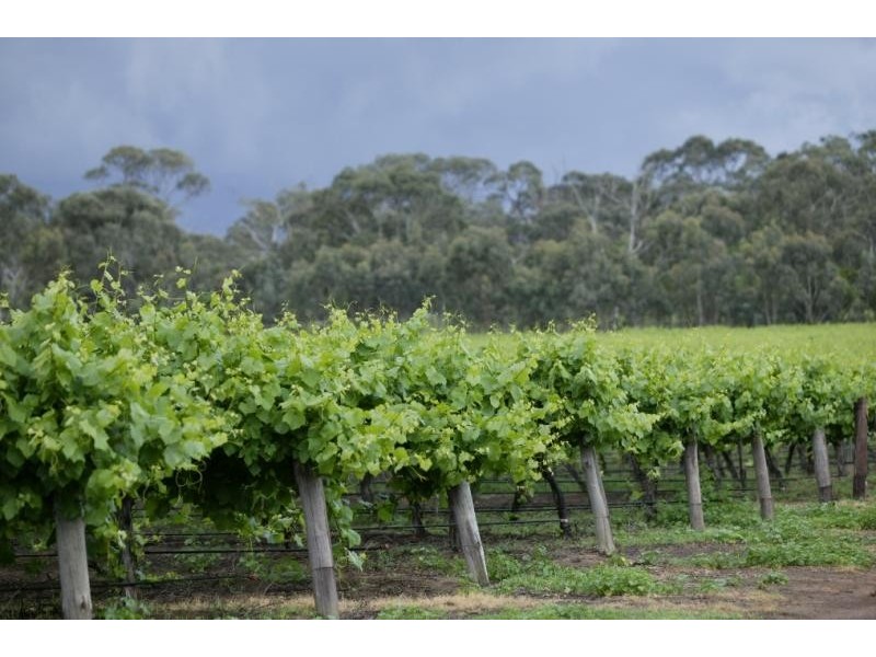 Lot 18-20 / Riddoch Hwy, Padthaway SA 5271