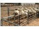Pooncarie NSW 2648
