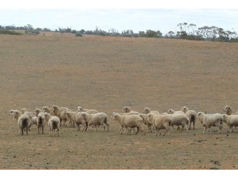 Pooncarie NSW 2648