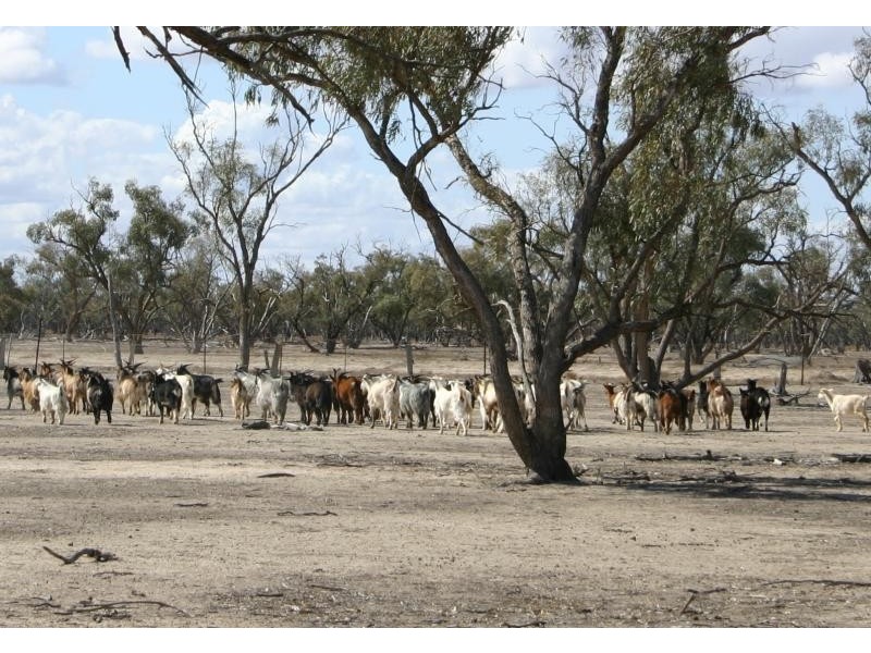 Pooncarie NSW 2648