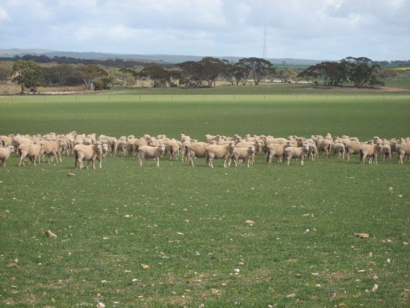 Sutherlands SA 5374