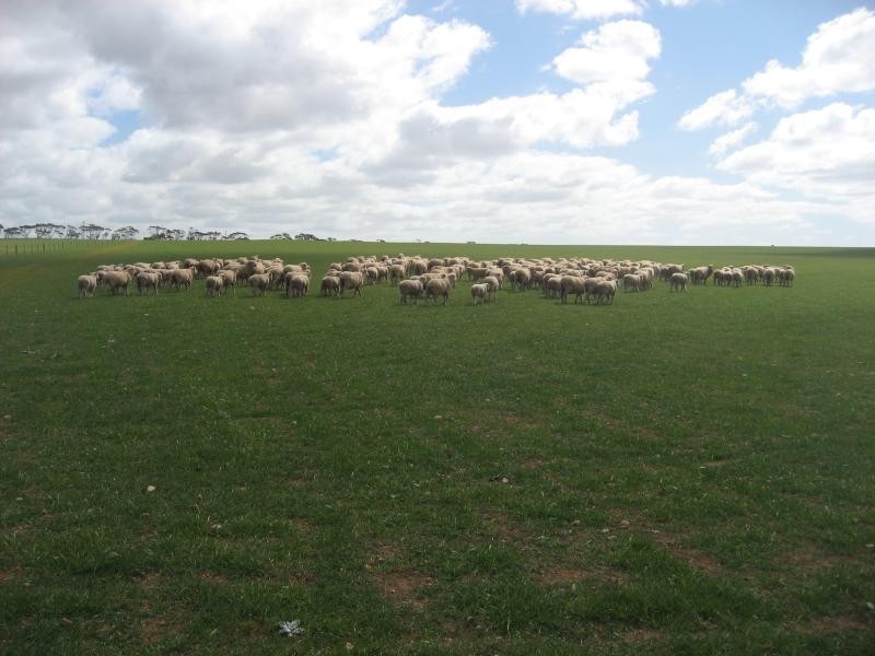 Sutherlands SA 5374