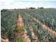 Virginia SA 5120