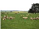 MOYHALL ROAD, Naracoorte SA 5271